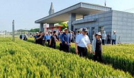 石家庄农业最新爆料,揭秘最新发展动态与亮点